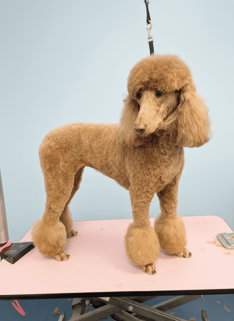 poodle grooming